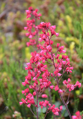 Purpurglöckchen blühen im Heidegarten