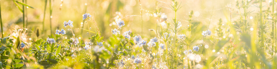 Beautiful wildflowers with dew drops on a summer morning at dawn in blur light shallow depth of field wide panorama
