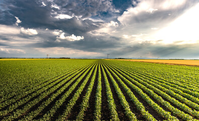 Open soybean field at sunset.