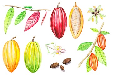 Watercolor fruits and cocoa leaves. Tropical Cacao tree, cocoa beans.Hand drawn illustration.