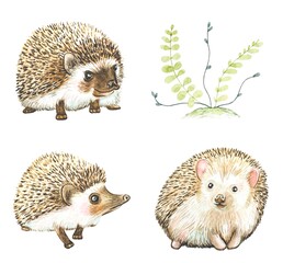 Set of cute hedgehogs in watercolor.