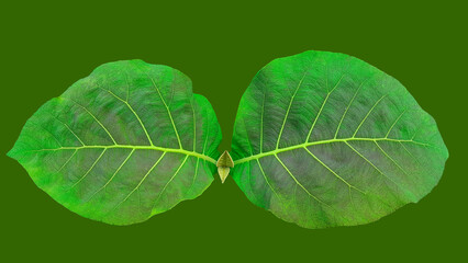 Isolated young Teak leaf with clipping path on green background