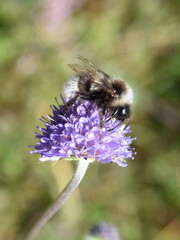 Cuckoo bumblebee Bombus norwegicus male on devil's-bit scabious flower