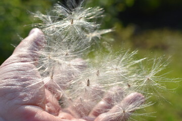 Hand holding flying thistle seed wind dispersal of plant