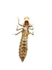 The empty shed nymph skin of an emerged dragonfly back side isolated on white background