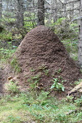 Big anthill of formica rufa red wood ants by a tree in the forest