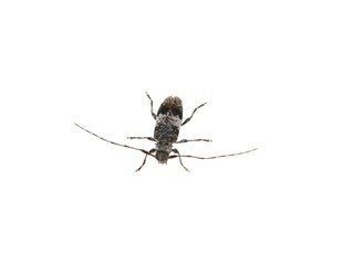 The gray and black longhorn beetle acanthocerus griseus isolated on white background