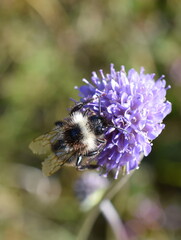 Cuckoo bumblebee Bombus norwegicus male on devil's-bit scabious flower