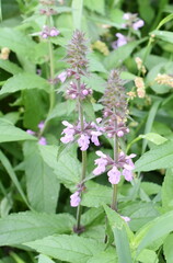 Marsh woundwort Stachys palustris closeup on pink flowers