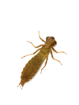 Labrum of dragonfly nymph Libellulidae  under side isolated on white background