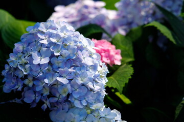 紫陽花