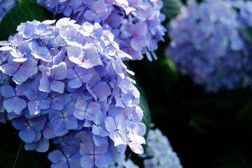 紫陽花