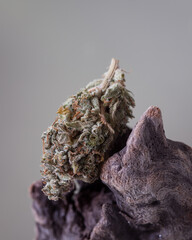 Cannabis buds dried and trimmed against a neutral background.