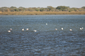 Greater flamingos Phoenicopterus roseus in a lagoon. Oiseaux du Djoudj National Park. Saint-Louis. Senegal.