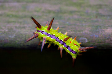 colorful, caterpillar, crawling, wood, insect