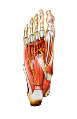 Human anatomy. Nerves of the sole of the right foot on a white background. 3D illustration