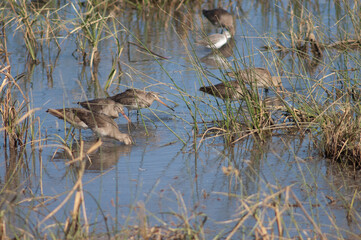 Black-tailed godwits Limosa limosa in a lagoon. Oiseaux du Djoudj National Park. Saint-Louis. Senegal.