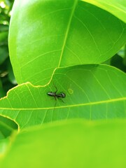
Black Carpenter Ant on Leaf 