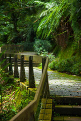 Taiwan, Taichung, Nantou, Sun Moon Lake, Ring Lake, Forest Trail
