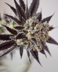 Naklejka na ściany i meble Cannabis plant with purple leaves. Marijuana laves, buds and flowers.