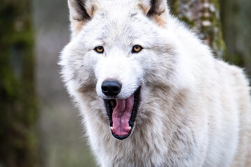 Close up of an adult white wolve roaming in the forest