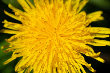 Yellow dandelion flower, petals close-up