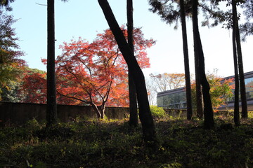 針葉樹と紅葉