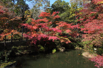 池の畔の紅葉
