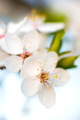 White flowers of cherry blossoms on a branch on a light background