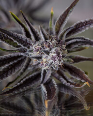 Cannabis plant with purple leaves. Marijuana laves, buds and flowers.