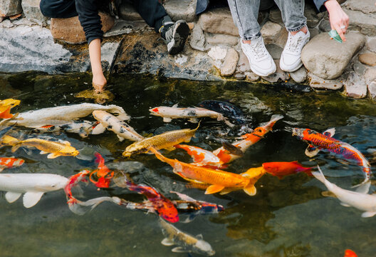 People, children feed beautiful large colored fish, koi fish, floating in the water, in the pond. Photo of animals close-up.