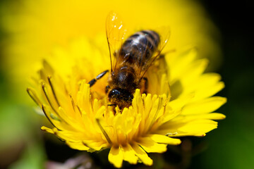 Honey bee takes nectar on spring yellow dandelion flower