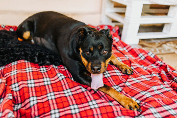 A beautiful dog of the Rottweiler breed lies on a red checkered rug with an open mouth and tongue...