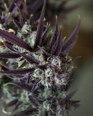 Naklejka na ściany i meble Cannabis plant with purple leaves. Marijuana laves, buds and flowers.