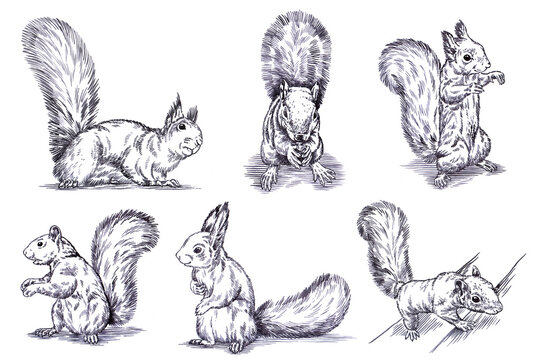 black and white engrave ink draw isolated set squirrel illustration