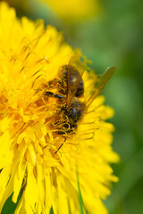 Honey bee takes nectar on spring yellow dandelion flower