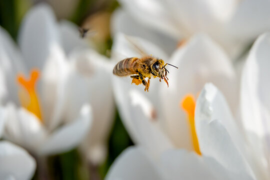 Biene auf Sammelflug