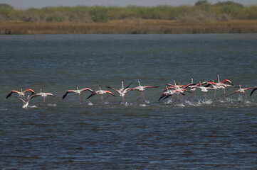Greater flamingos Phoenicopterus roseus taking flight. Oiseaux du Djoudj National Park. Saint-Louis. Senegal.