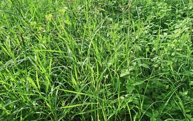 Beautiful natural green leaves of wild plant or grass grow in the summer season. Natural green background design. Green leaves.