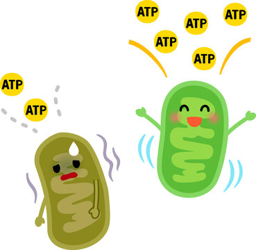 元気なミトコンドリアと疲れたミトコンドリア