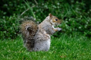 squirrel eating nut