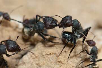 Golden backed ants Camponotus sericeus. Oiseaux du Djoudj National Park. Saint-Louis. Senegal.