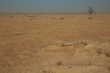 Dead tree in a desert landscape with airborne dust. Oiseaux du Djoudj National Park. Saint-Louis. Senegal.