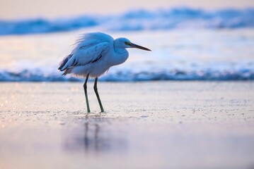 Western reef heron, Western reef egret, medium-sized heron, Egretta gularis, Egret, Heron.