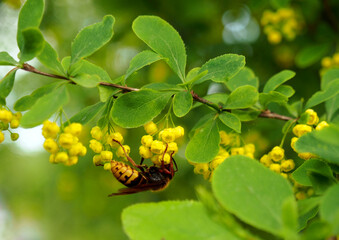 Giant wasp on barberry flowers