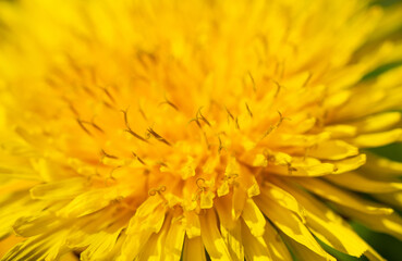 Yellow dandelion flower, petals close-up