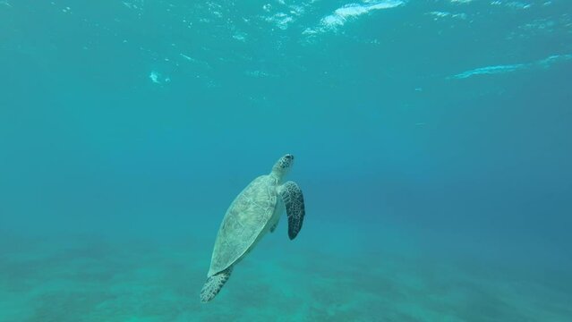 Slow motion, Big sea turtle slowly fly to the up in the blue water in sunrays. Great Green Sea Turtle (Chelonia mydas) swim upward. Red Sea, Egypt