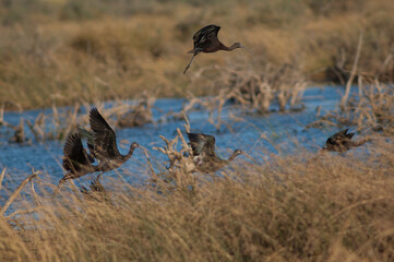 Glossy ibises Plegadis falcinellus taking flight. Oiseaux du Djoudj National Park. Saint-Louis. Senegal.