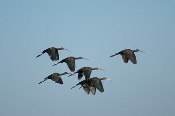 Obraz premium Glossy ibises Plegadis falcinellus in flight. Oiseaux du Djoudj National Park. Saint-Louis. Senegal.