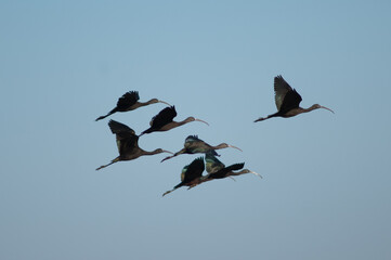 Glossy ibises Plegadis falcinellus in flight. Oiseaux du Djoudj National Park. Saint-Louis. Senegal.